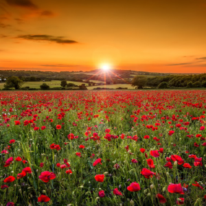 Poppy Fields – In Remembrance