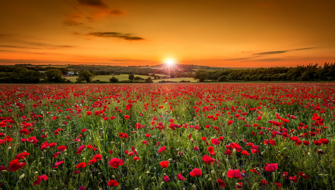 Poppy Fields – In Remembrance