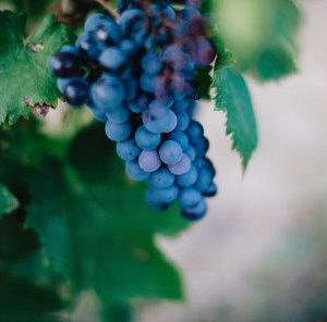 Sélection 3 bouteilles “Vin Nouveau”