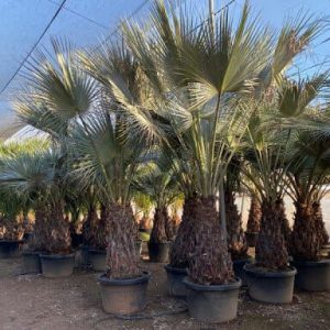 Palmier Brahea Armata – Erythea Armata (C50)