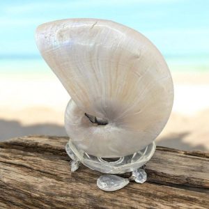 Coquillage pièce unique – Magnifique et véritable ancien très grand nautile (Nautilus Pompilius) nacré – Idéal pour cabinet de curiosités – Rare dans cette taille 16,5 cm – Décoration – Collection