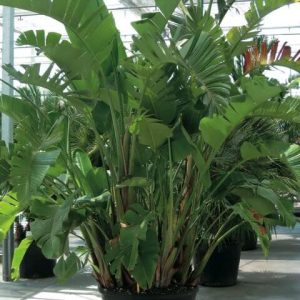 Palmier Strelitzia Augusta [Géant] (C90)