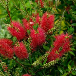 Callistemon – Rince Bouteille 175/200