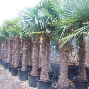 Palmier Chamaerops Excelsa – Trachycarpus Fortunei : 200-250 cm (C180)