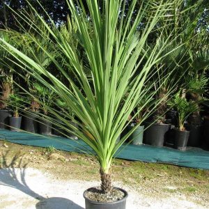 Palmier Dracaena Cordyline VERT (C5)