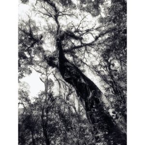 « Série Voyage: Le géant »